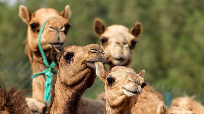 Camel Racing Taking Over the World, but Can’t Shake Animal Abuse and Doping Problems